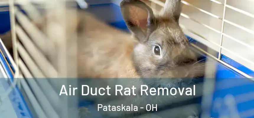  Air Duct Rat Removal Pataskala - OH